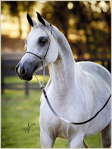 Resultado de imagen de caballos arabes